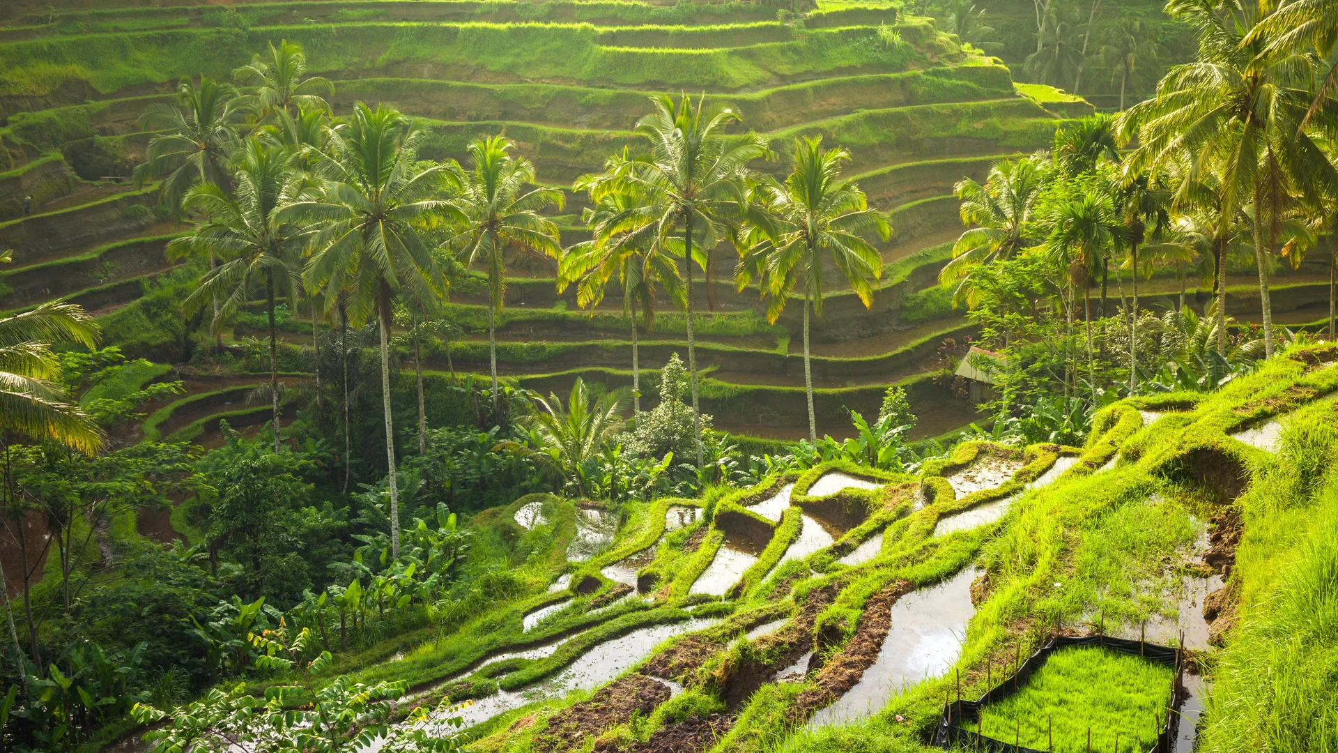 Romantic Spot in Ubud