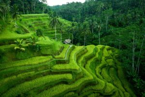 1 Day Ubud Itinerary