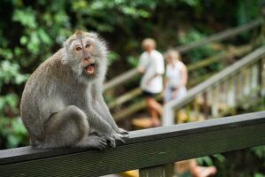 1 Day Ubud Itinerary